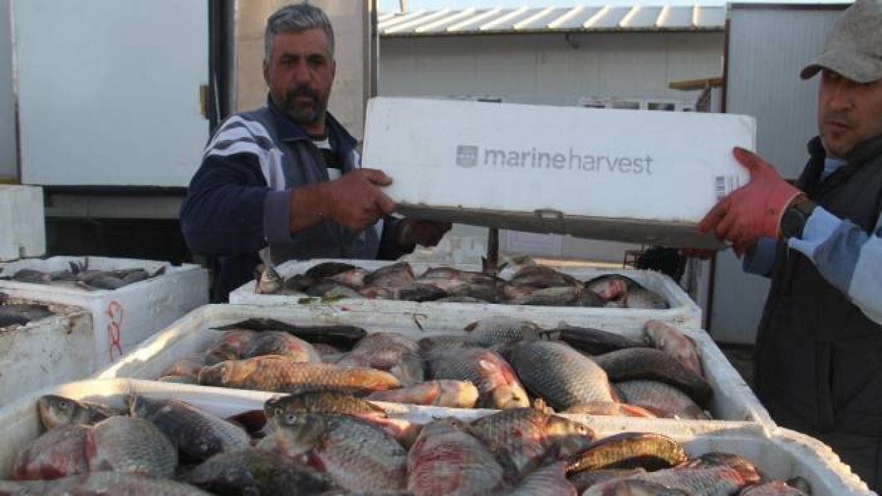 Beyşehirli balıkçılar Çin sazanıyla yurt dışına açıldı