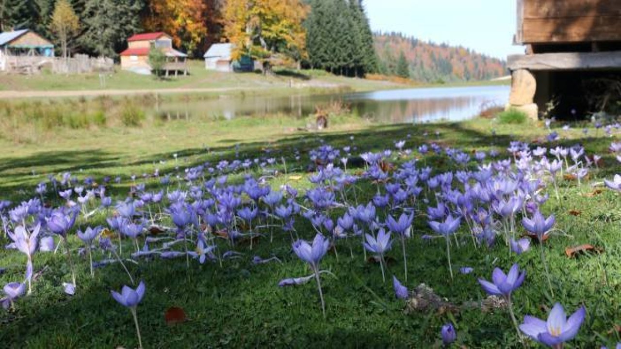 Pürenli Yaylası'nda sonbaharda renk cümbüşü yaşanıyor