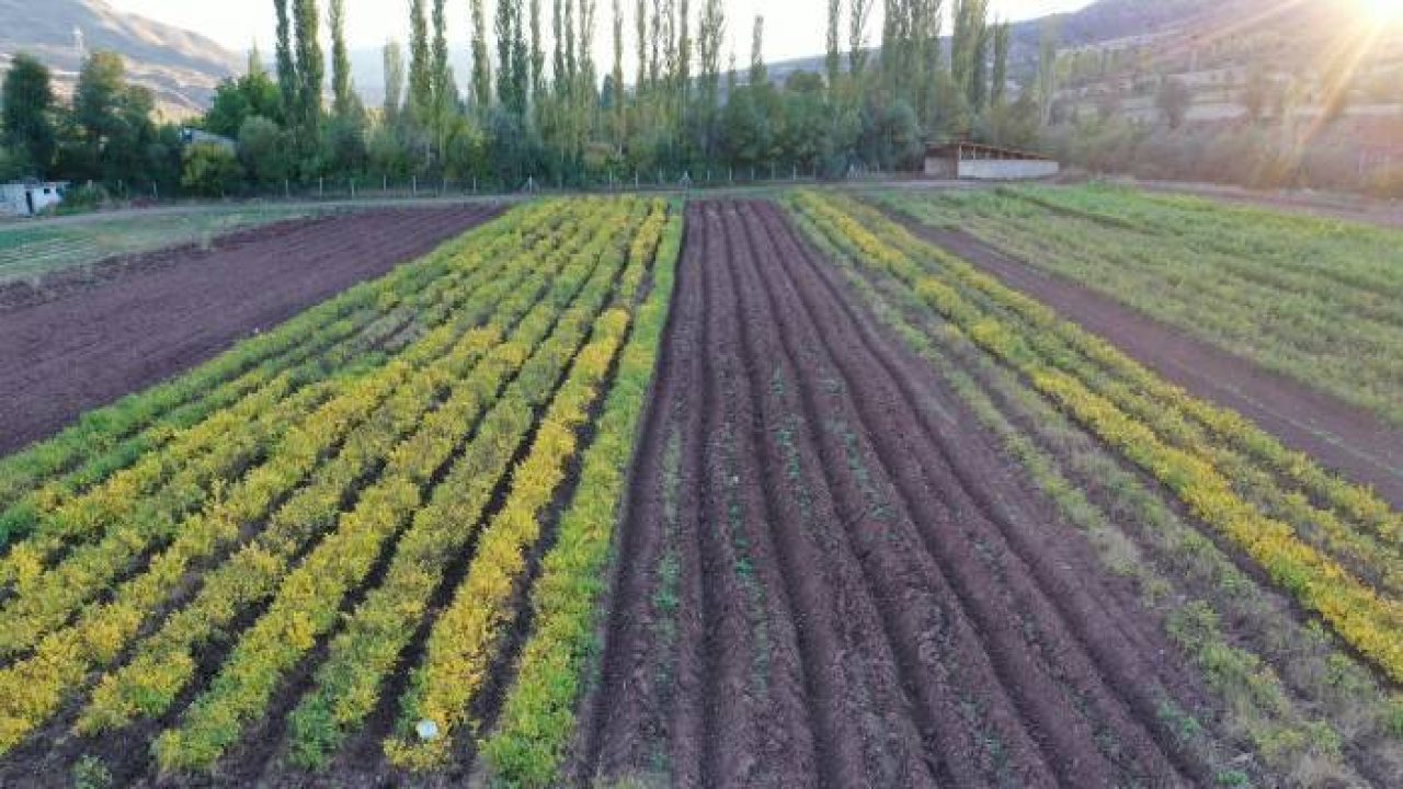 Fidan üretim çalışmaları yöre halkına da iş kapısı açıyor