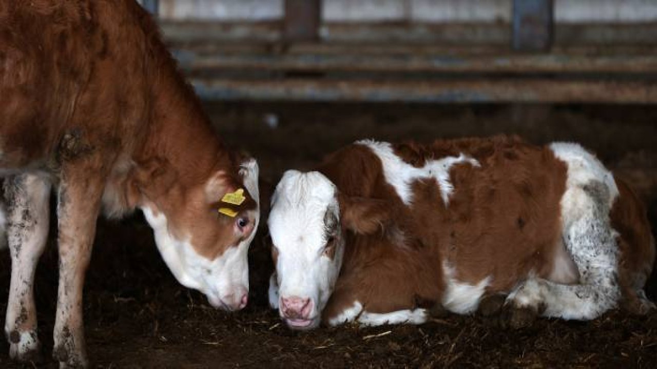 Çobanlıkla başladığı hayvancılıkta çiftlik sahibi oldu