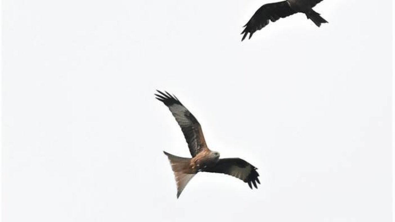 Türkiye'de nadir görülen kızıl çaylak İstanbul'da görüntülendi