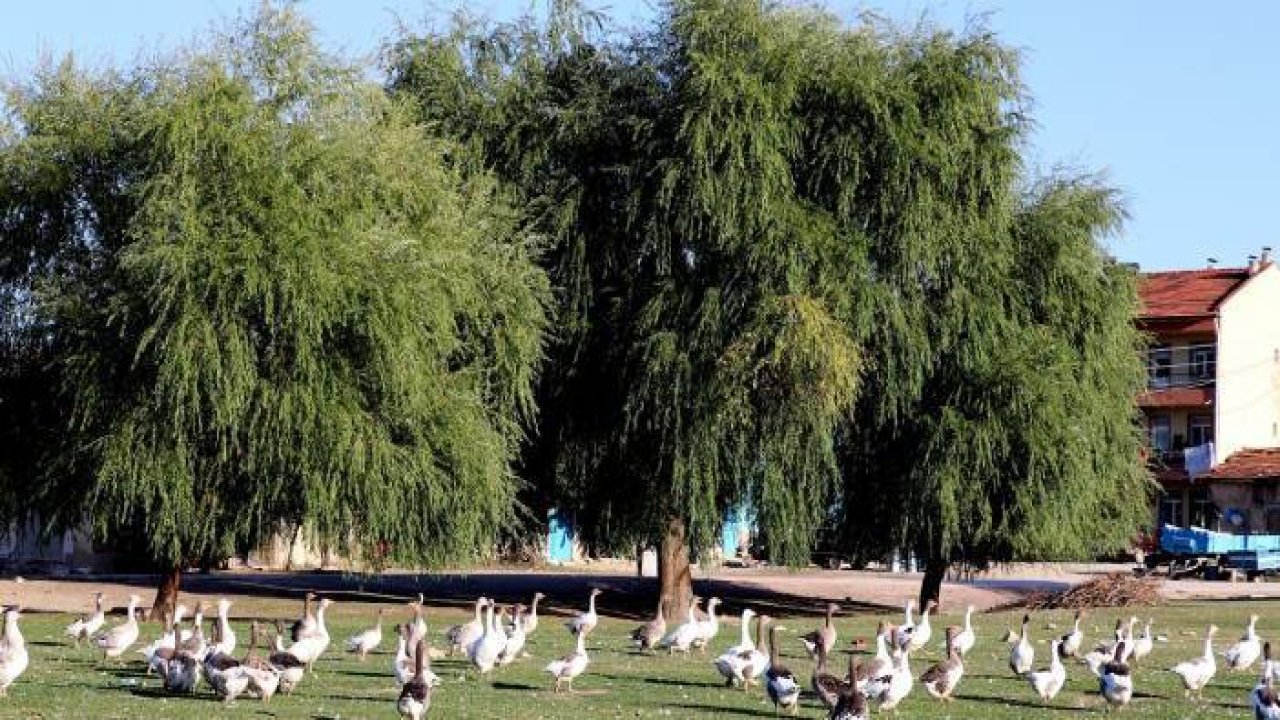 Kütahya kazı kışın sofraları süsleyecek