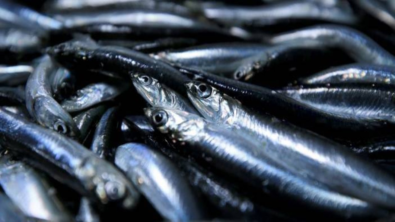Karadeniz'de hamsi bereketi yaşanıyor