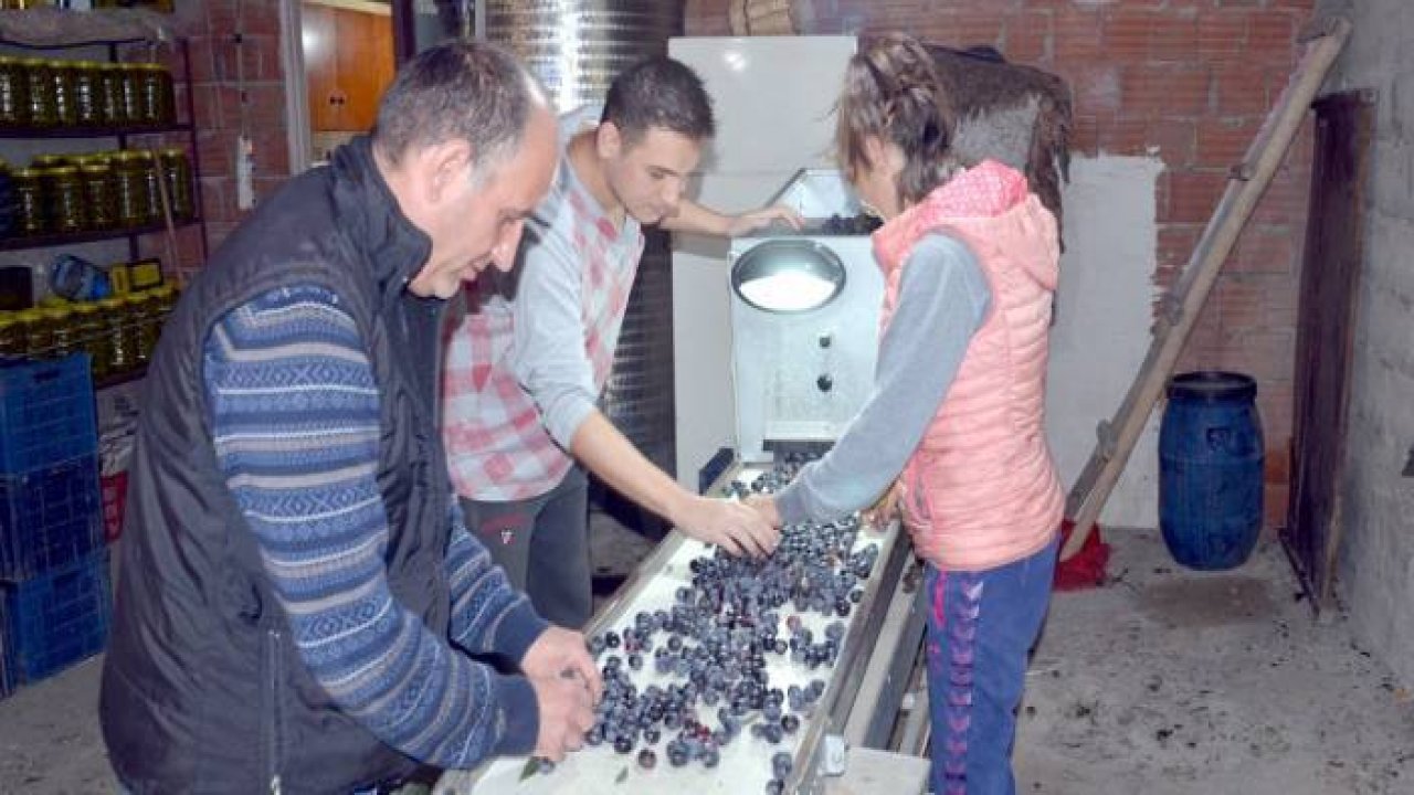 Samanlı Dağları'nın eteklerinde yetiştirdikleri zeytinleri elle toplayarak sofralara ulaştırıyorlar