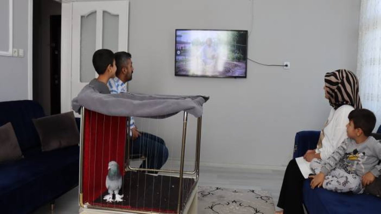 Güvercin "Bulut"a 13 yıldır çocuğu gibi bakıyor