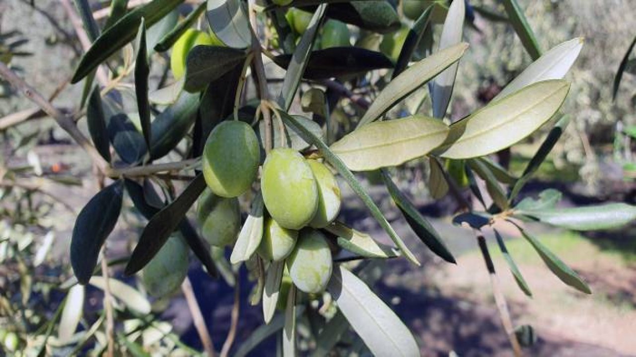 Ürettiği ödüllü zeytinyağlarıyla 3 kıtadaki sofraları tatlandırıyor