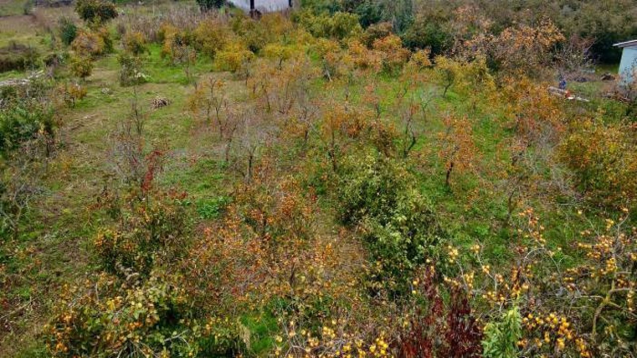 Tescilli Kocaali hurma kurusu genç çiftçilere yeni gelir kapısı oldu