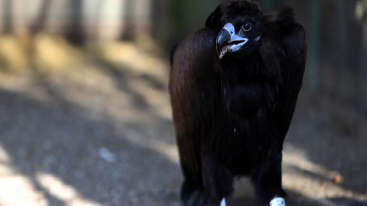 Göç yolunda yorgun düşen kara akbabaya rehabilitasyon merkezinde bakılıyor