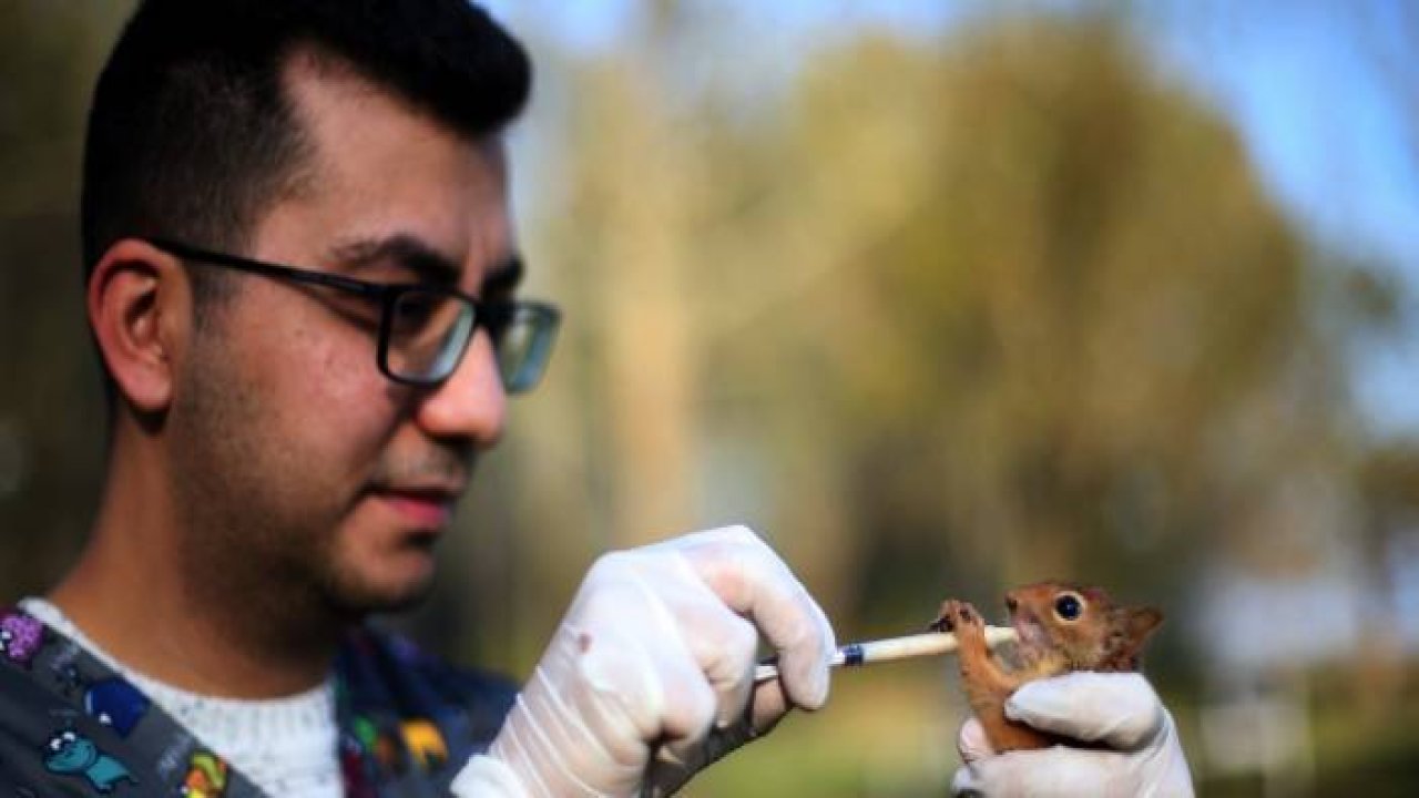 Annesiz kalan sincap yavrularına özenli bakım yapılıyor