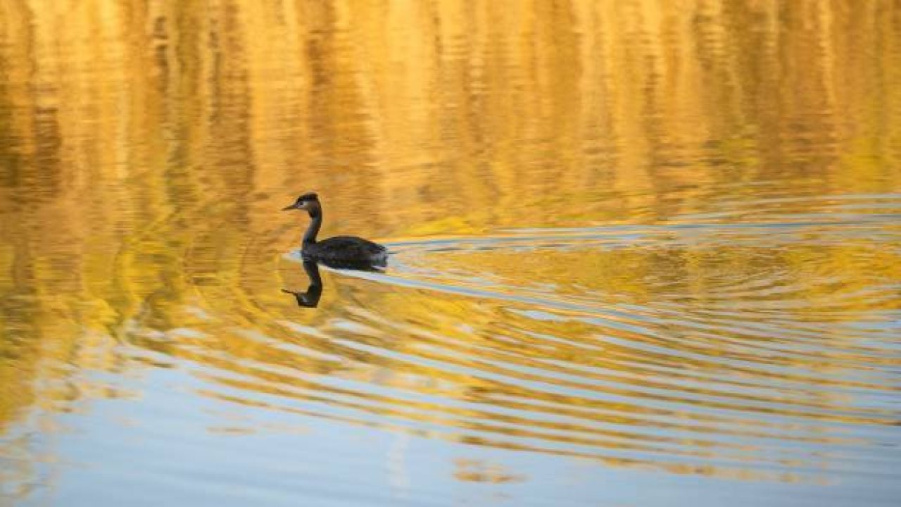 Ankara'dan sonbahar kareleri