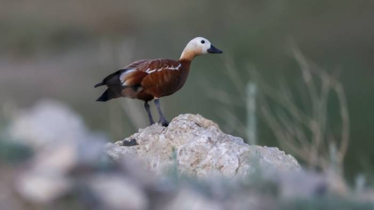 Van Gölü Havzası'nın kanatlı misafirleri