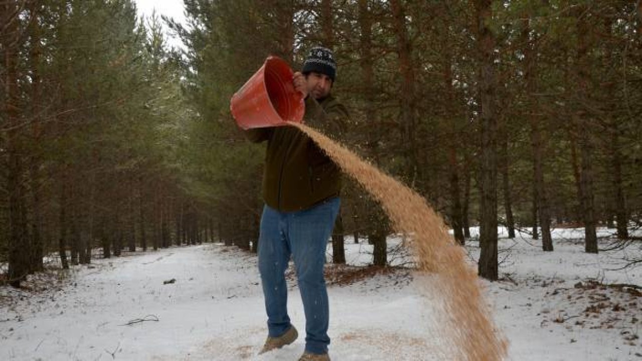 Sarıçam ormanlarındaki yaban hayvanları çetin kışta unutulmuyor
