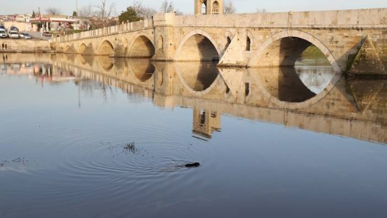 Su maymunları Tunca Nehri'nde yiyecek ararken görüntülendi