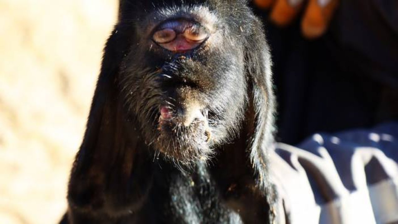 Gözleri alnının ortasında oğlak doğdu