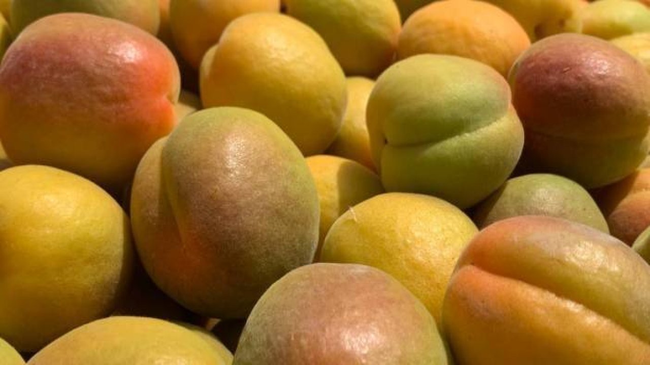 Mersin'de tescilli Mut kayısısında hasat başladı