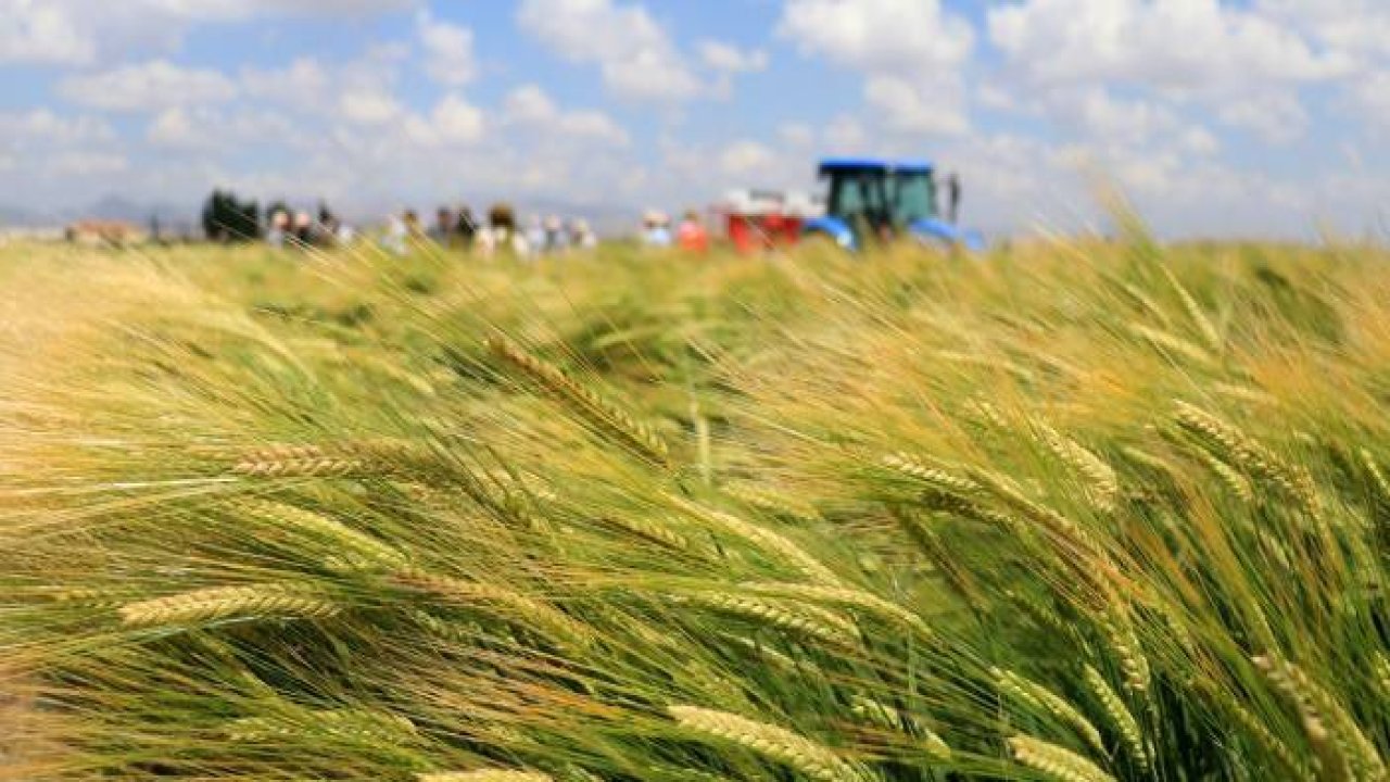 Konya'da kuraklığa dayanıklı hububat tanıtımı