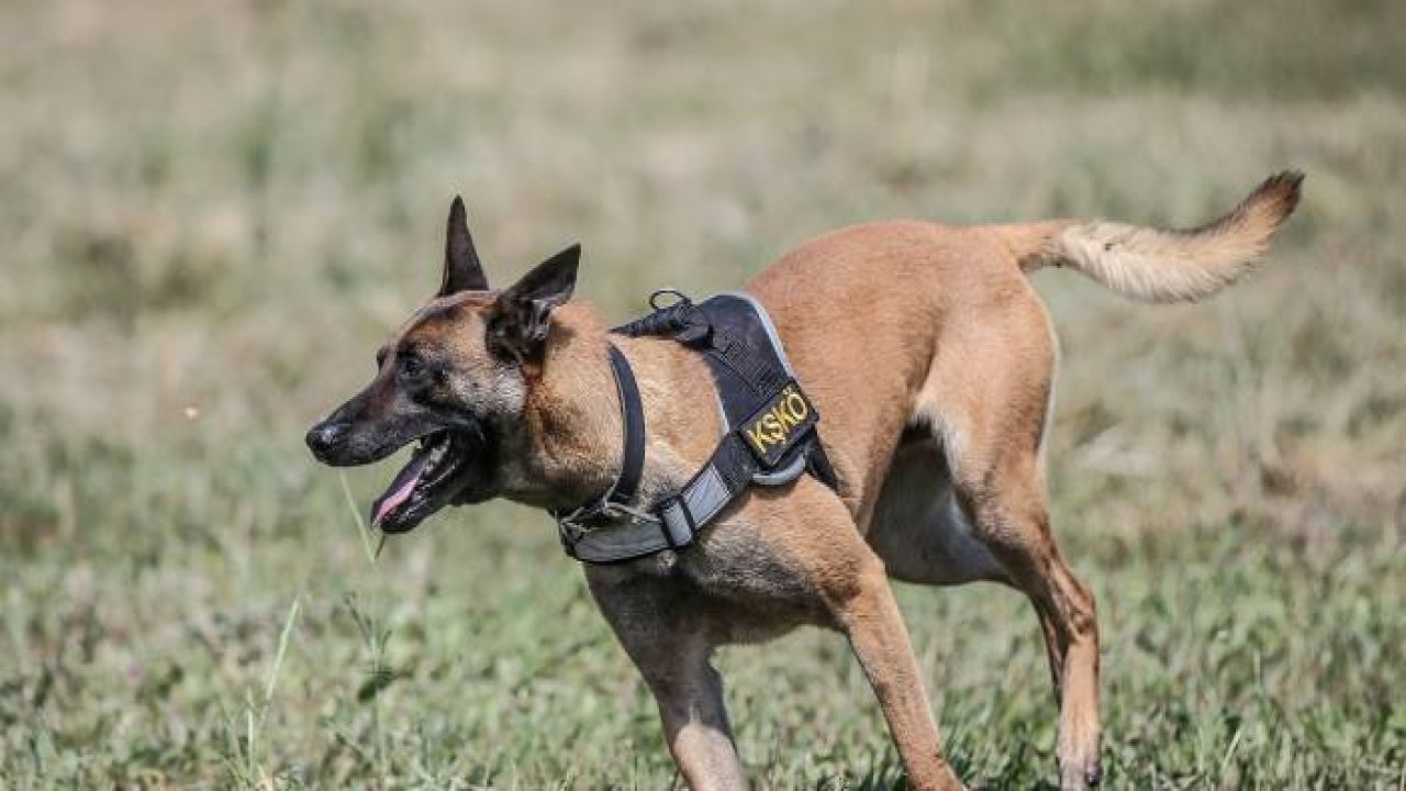 TSK'nın "cesur keşif köpekleri" Bursa'da yetiştiriliyor