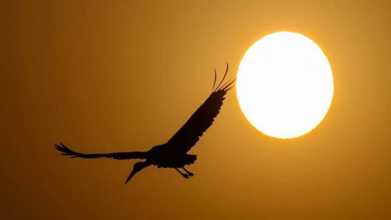 Van'da kuraklıktan kurtulan sulak alanlar yeniden kuşlara yuva oldu