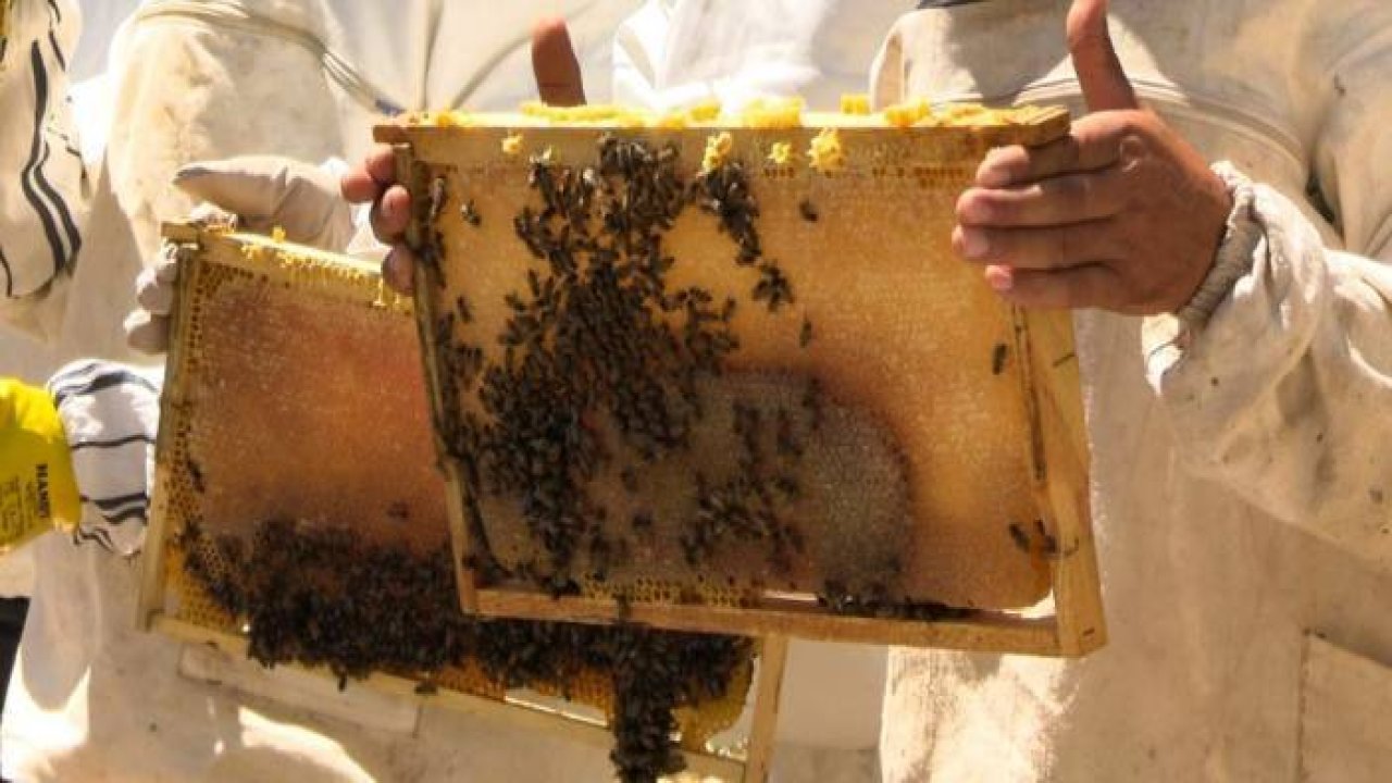 Binboğa Dağları'nda bal hasadına başlandı