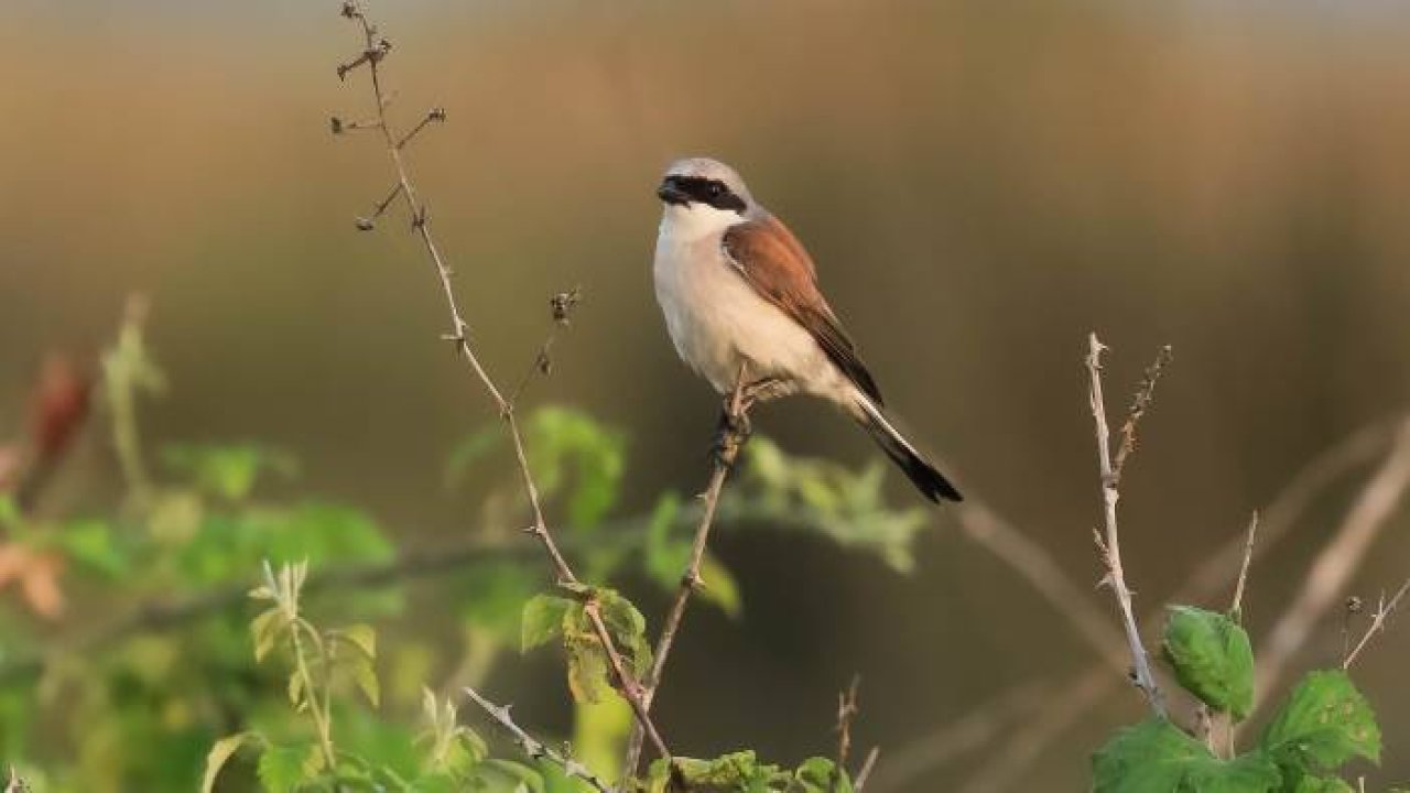 Kızılırmak Deltası Kuş Cenneti pek çok canlıya ev sahipliği yapıyor