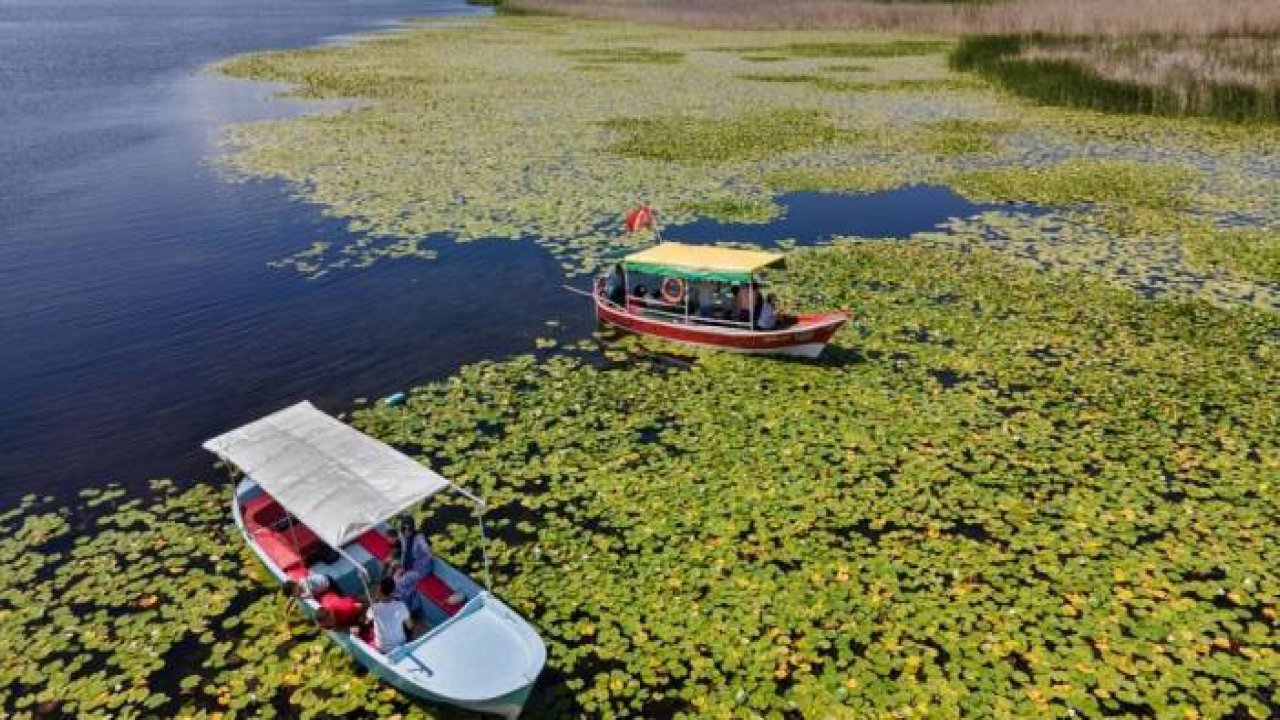 Beyşehir Gölü'nde nilüferler için tekne turları düzenleniyor