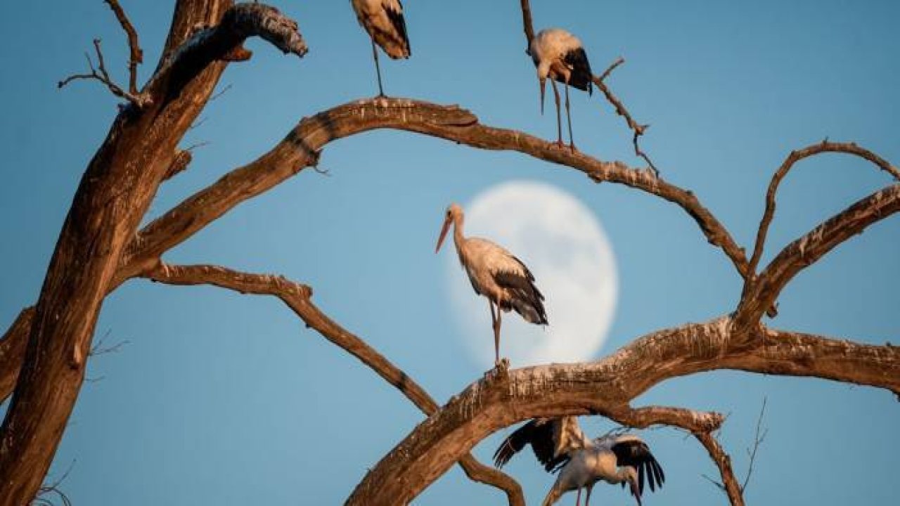 Bursa'nın aylak leylekleri