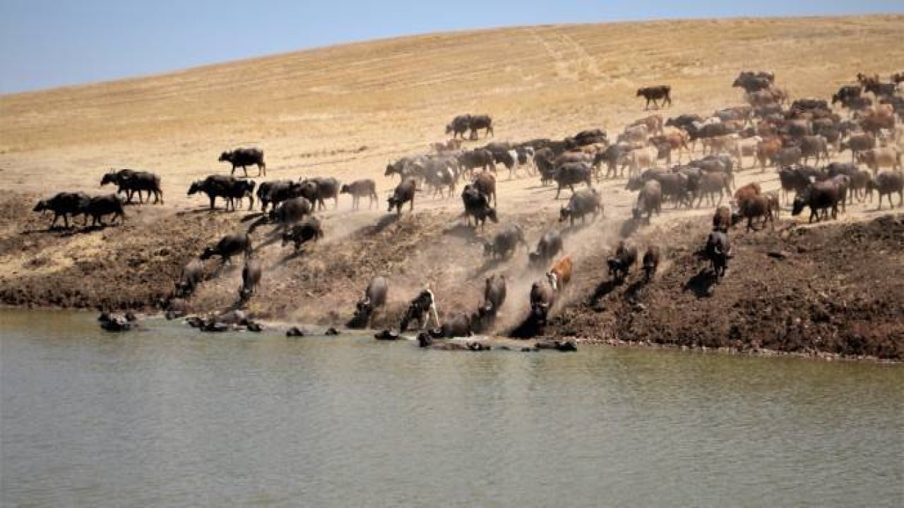 Serengeti değil Diyarbakır