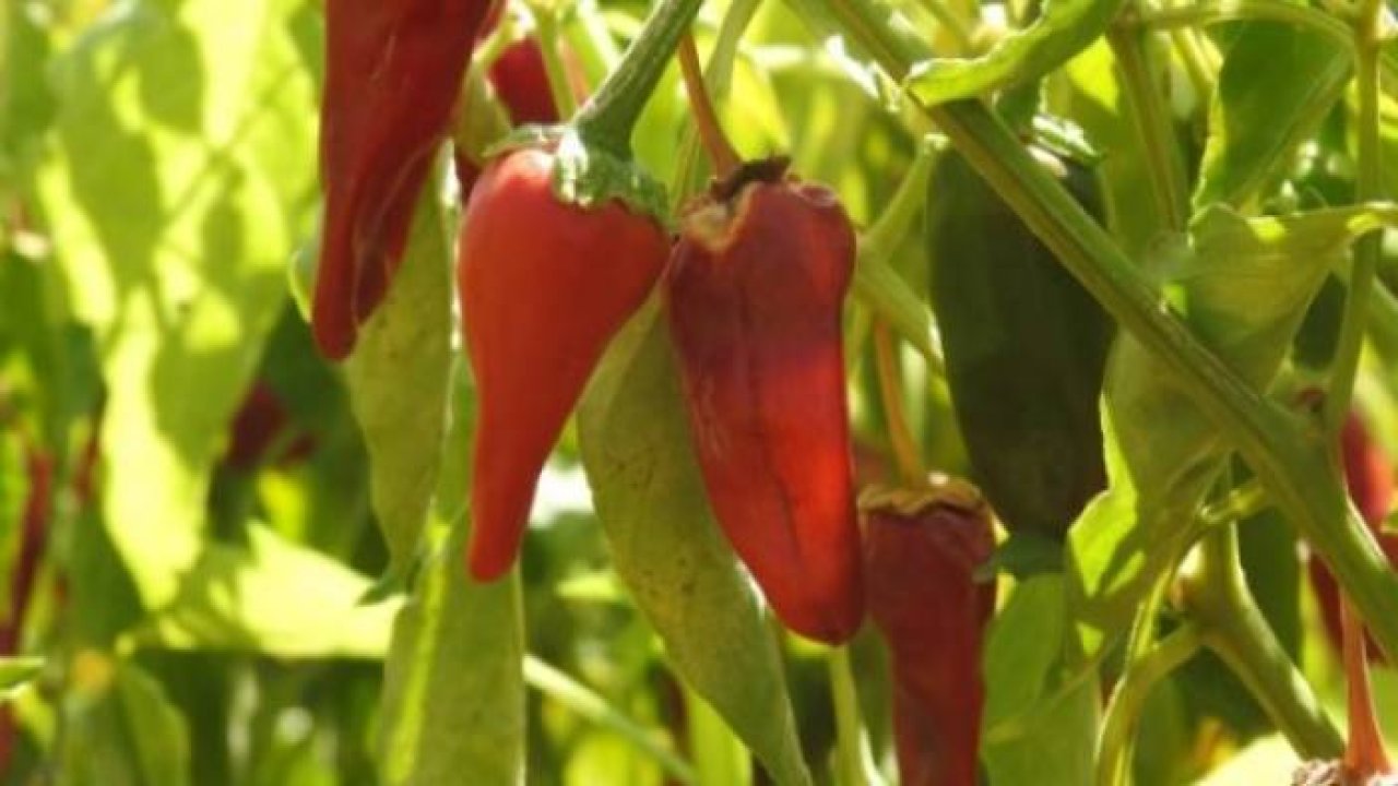 Sınırın sıfır noktasında "en acı" hasat