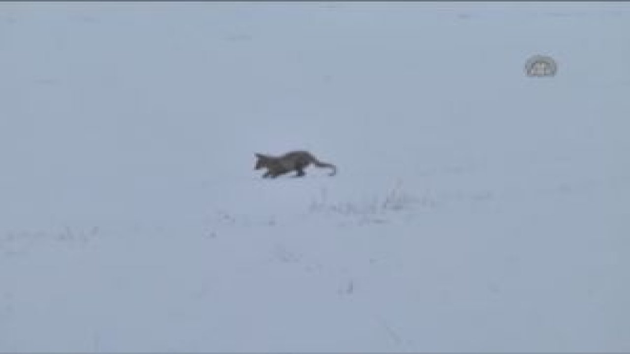 Tilkilerin Av Mesaisi