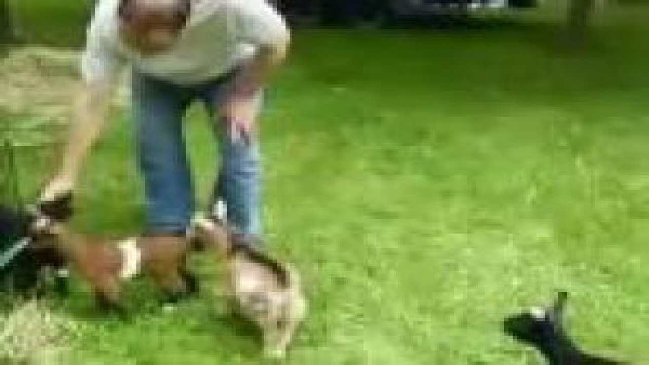 Tık rekoru kıran hiperaktif keçi