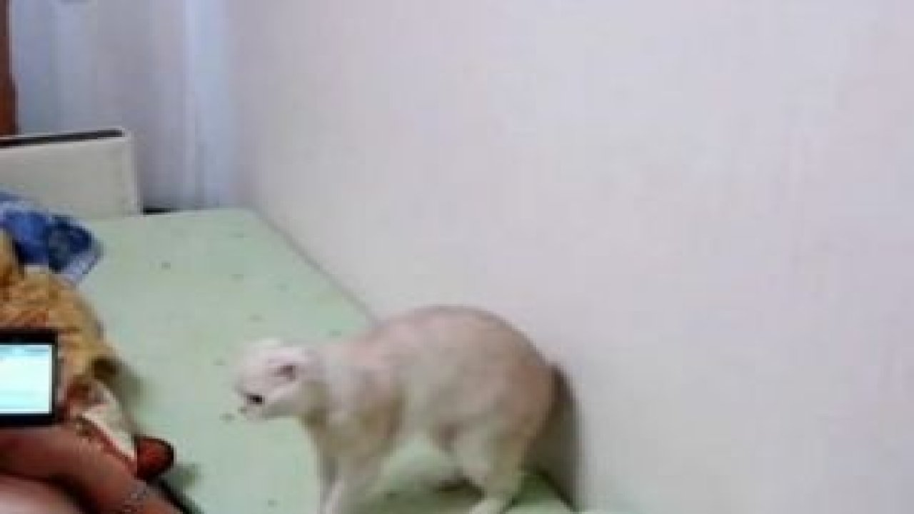 Rusya Milli Marşı'nda hazırola geçen kedi