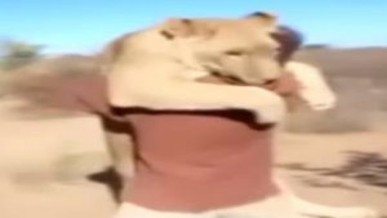 Kendini kurtaran kişiyi unutmayan vefalı aslan
