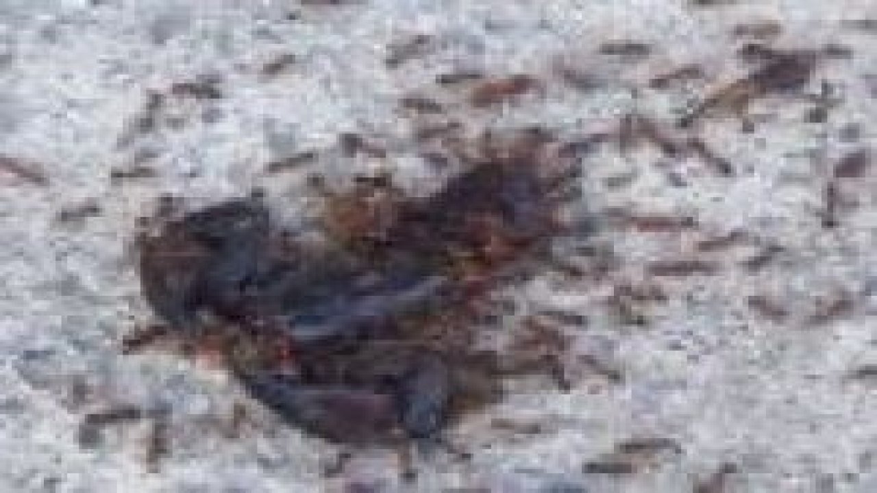 Karıncalar akrebi böyle taşıdı