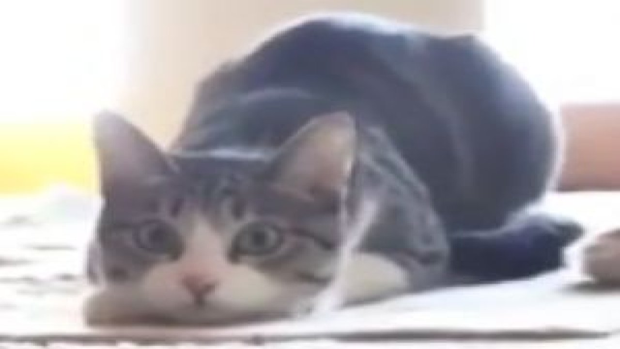 Böyle Dans Eden Kedi Görmediniz