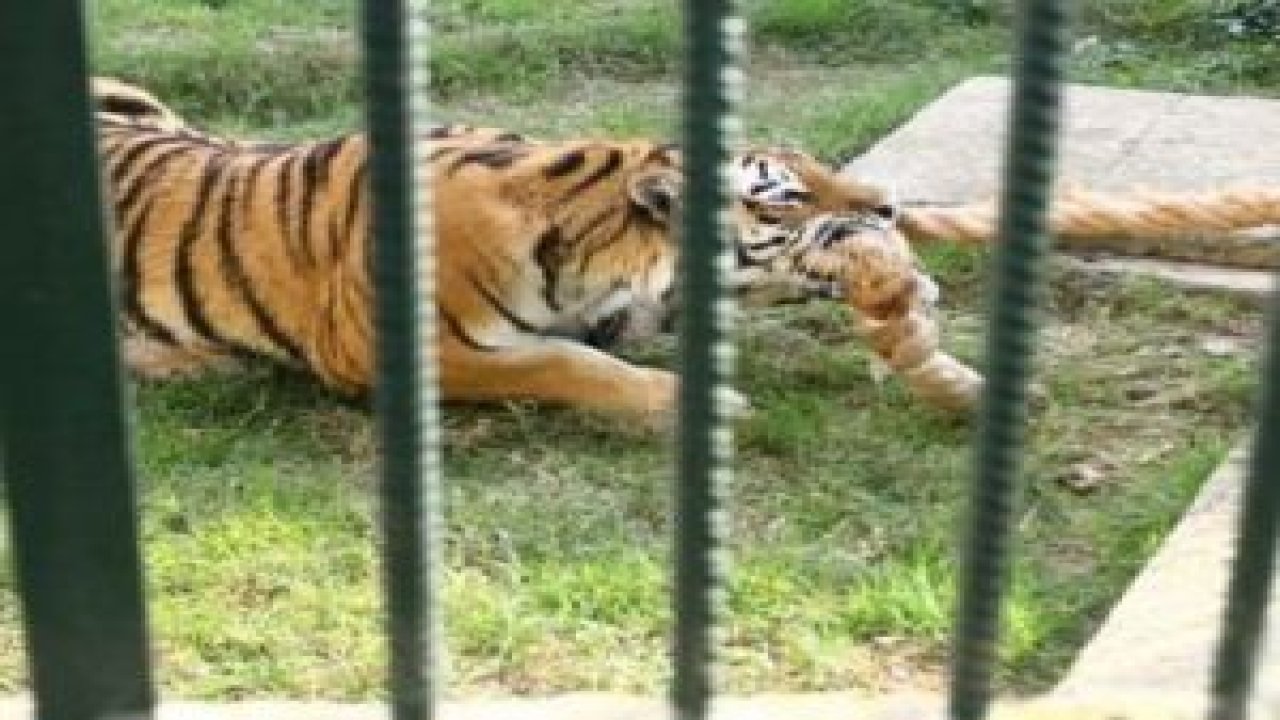 Çocuklarla halat çekme yarışı!