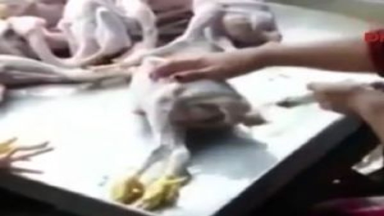 Şişirilmiş piliçler dehşete düşürdü