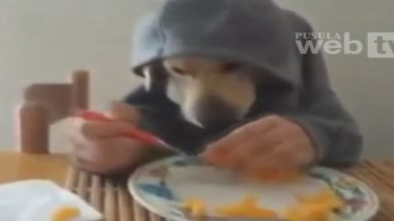 Bu nasıl bir köpek?