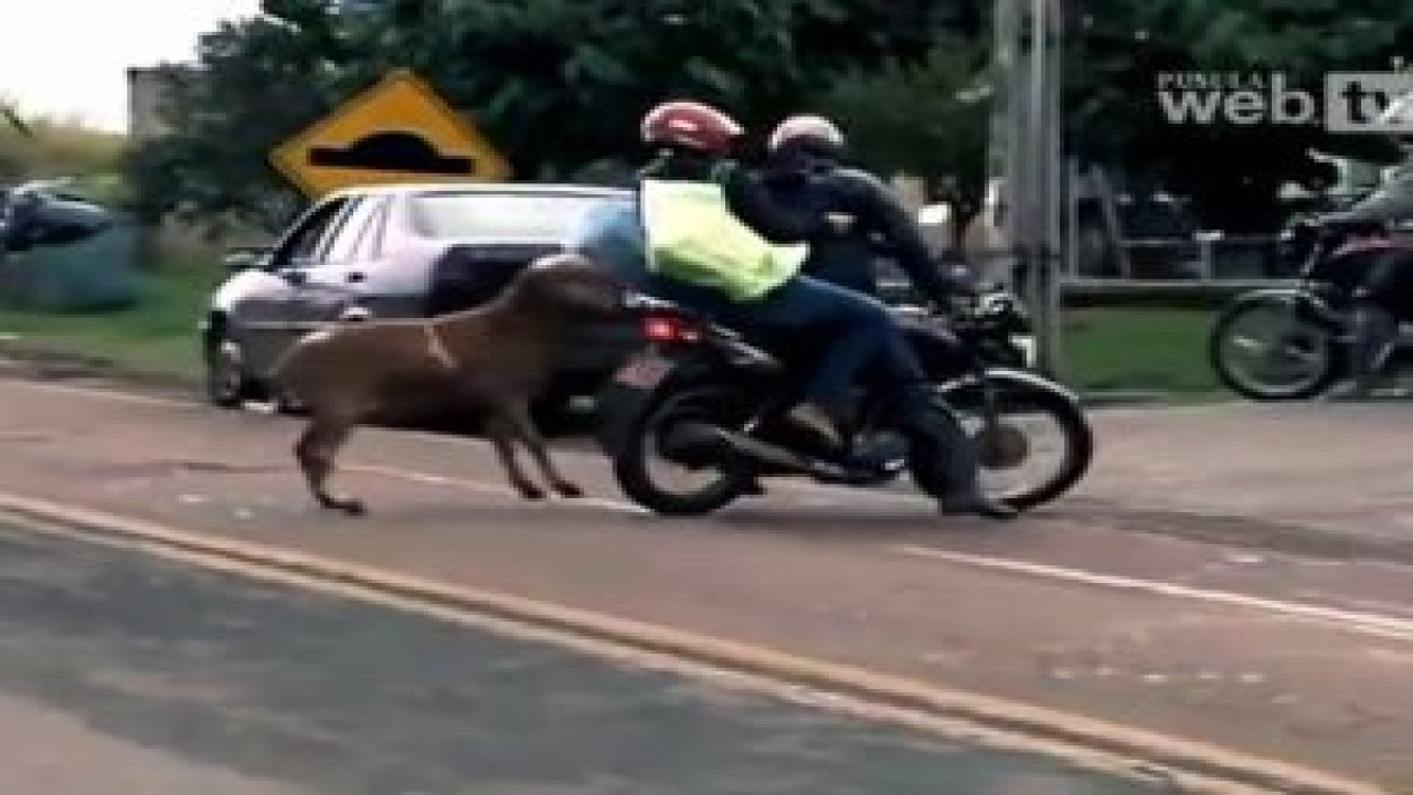 Etrafa öfke saçan keçi