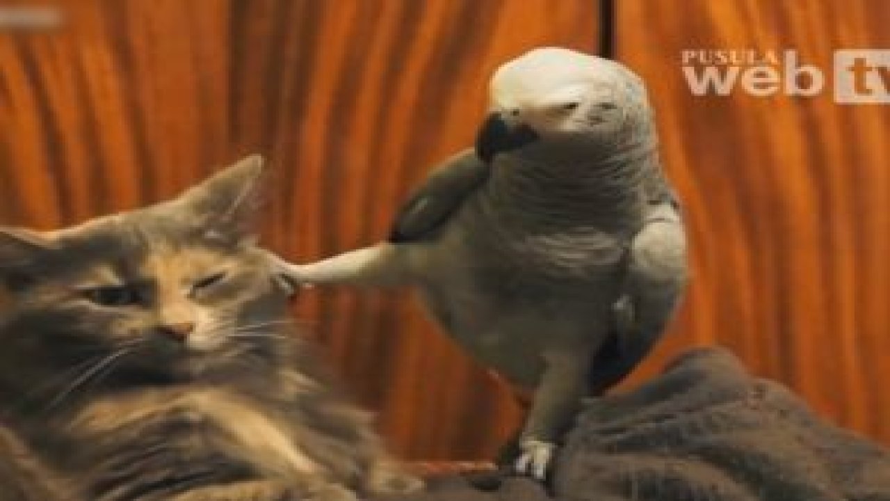 Bu hayvan çok komik !