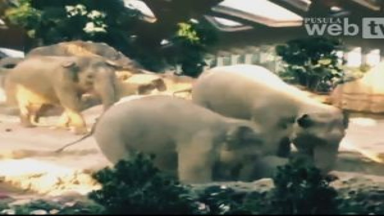 Böyle kurtarıyorlar !