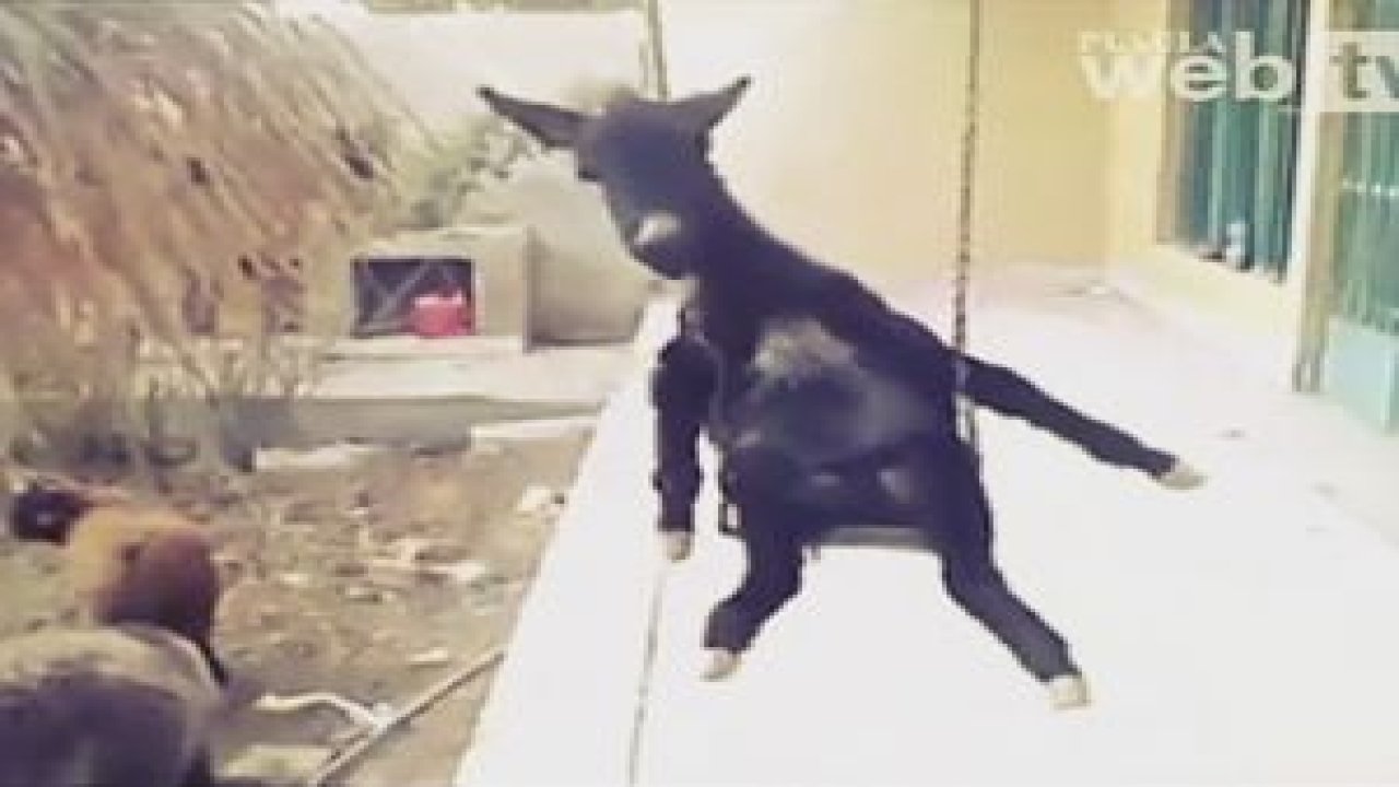 Eşek Salıncağa Binerse...