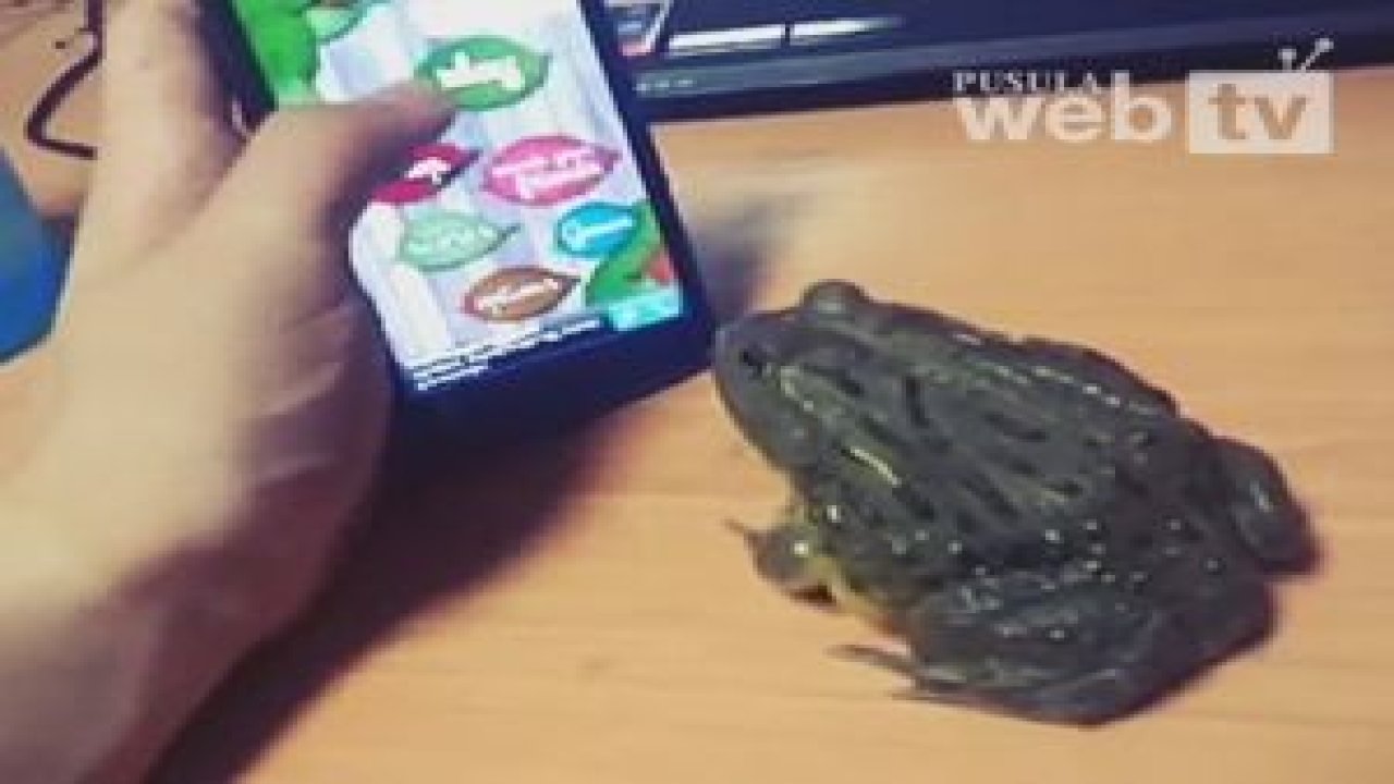 Kurbağa oyun oynarsa...