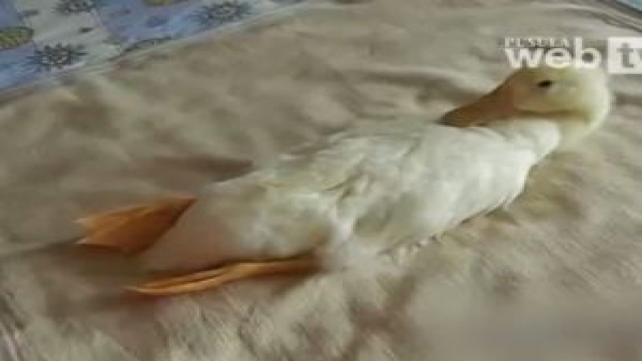 Şunun tatlılığına bak !