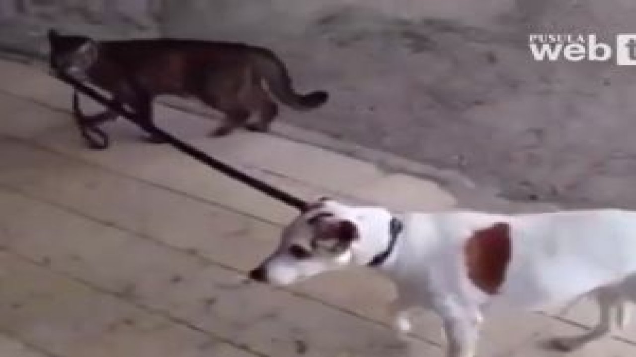 Köpeğin Yeni Sahibi