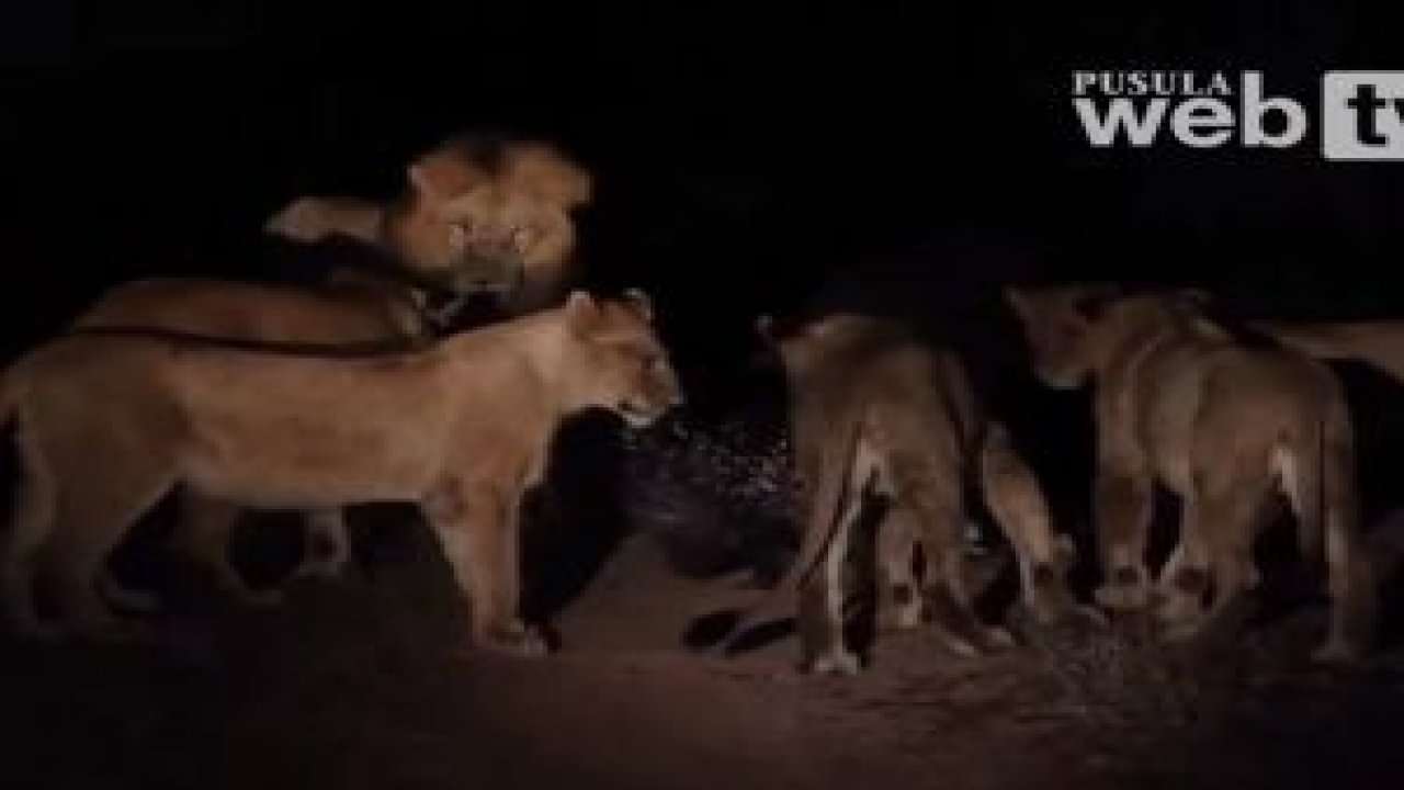 Oklu Kirpi Aslanlara Karşı