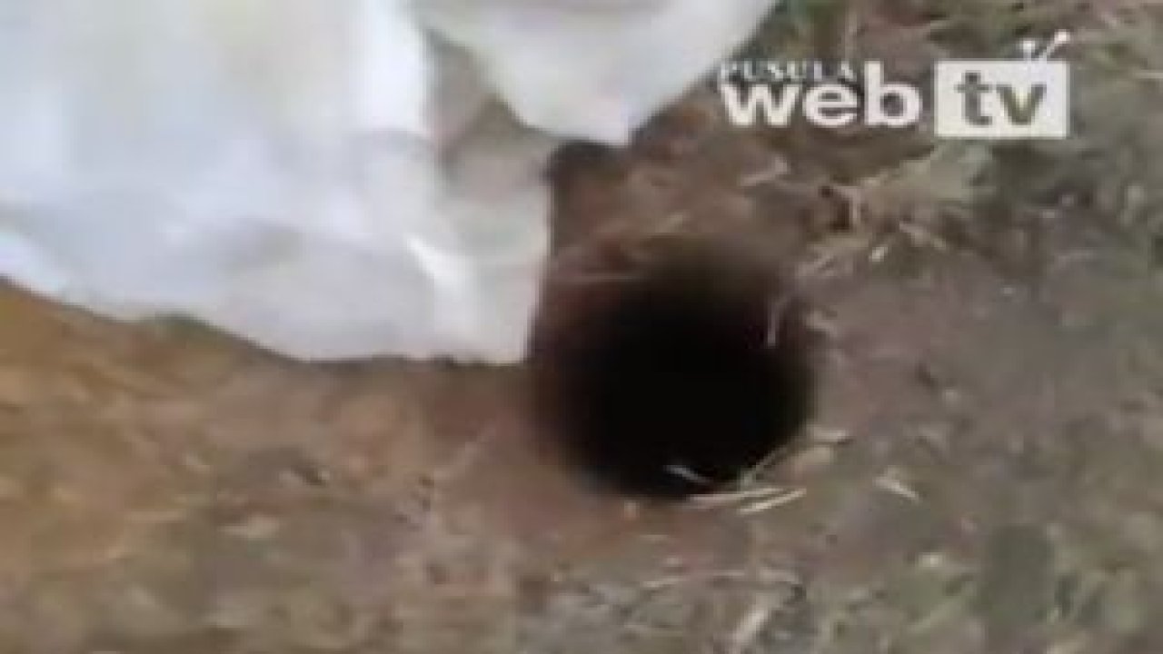 Fare Nasıl Kurtarılır ?