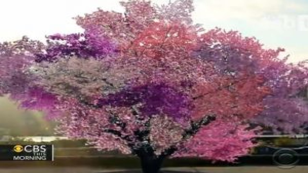 Aynı Ağaçta 40 Farklı Meyve...