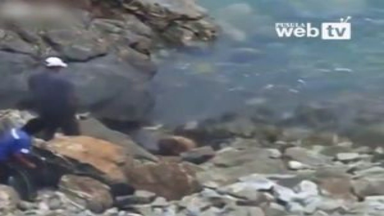 Deniz Aslanını Böyle Öldürdüler !