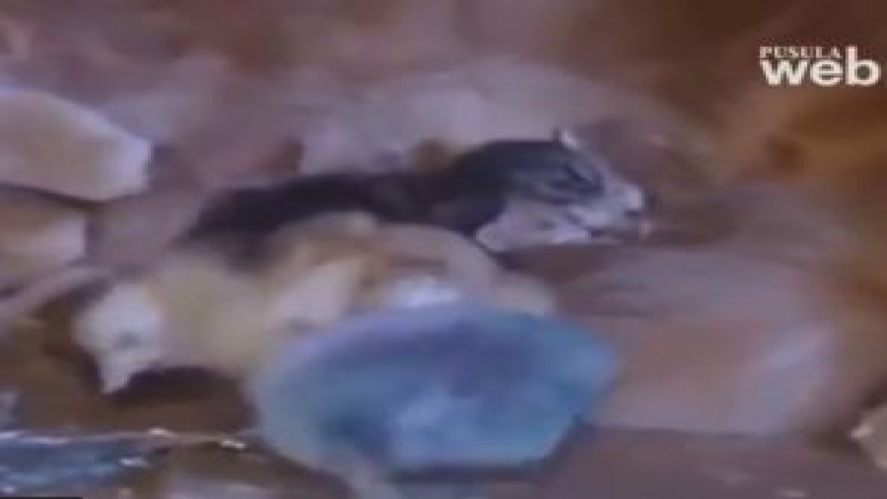 Çok Şaşıracaksınız !