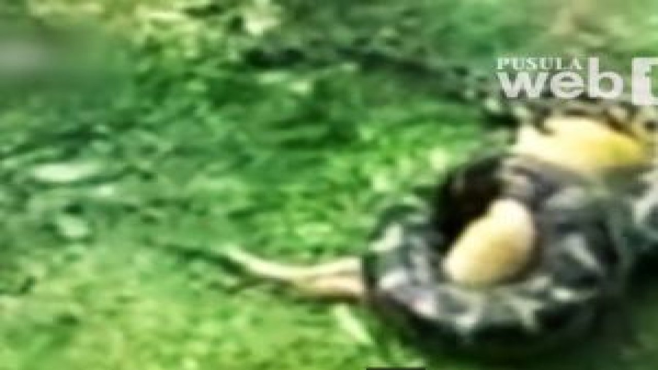 Yılandan kurtulan...